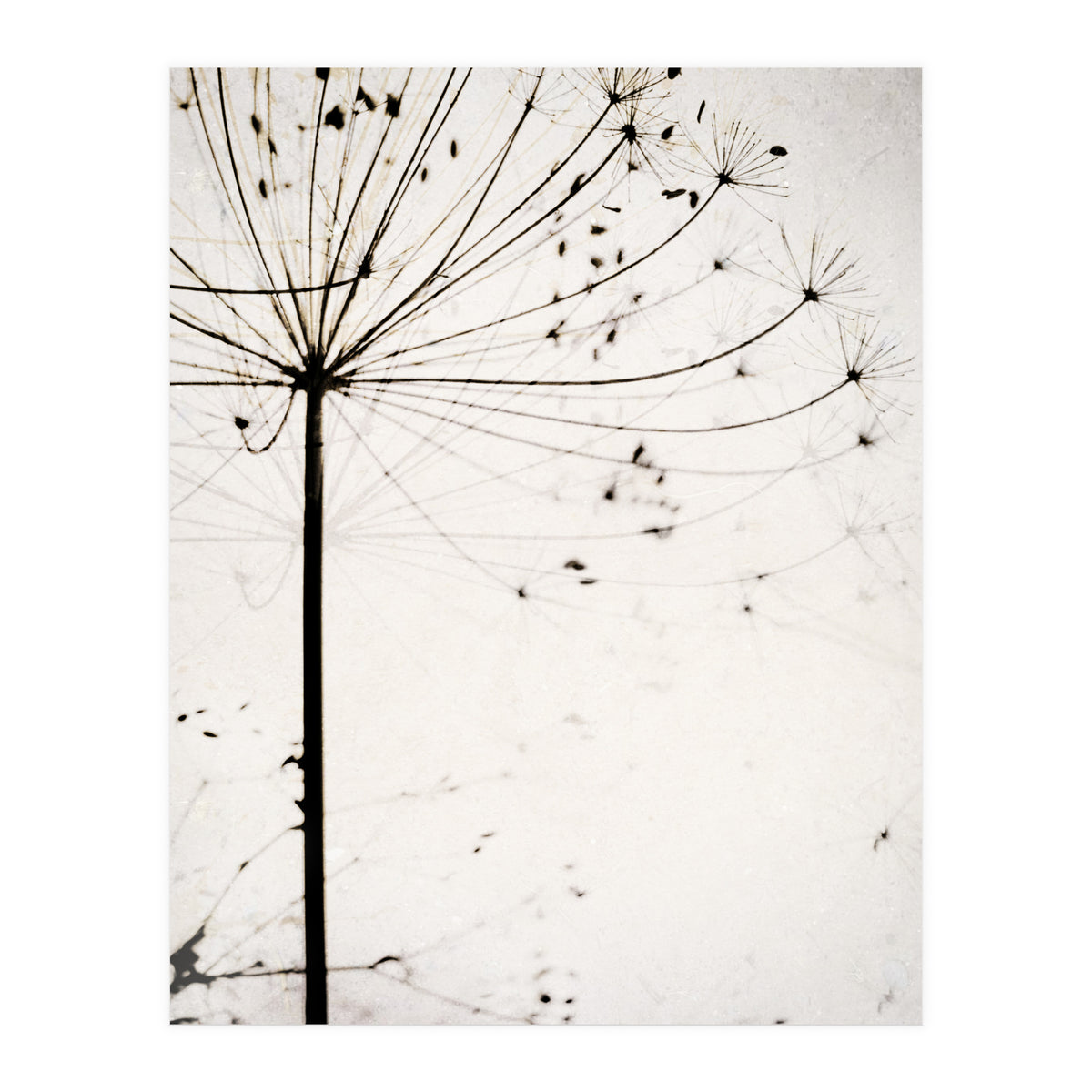Herbstblume (Print Only)