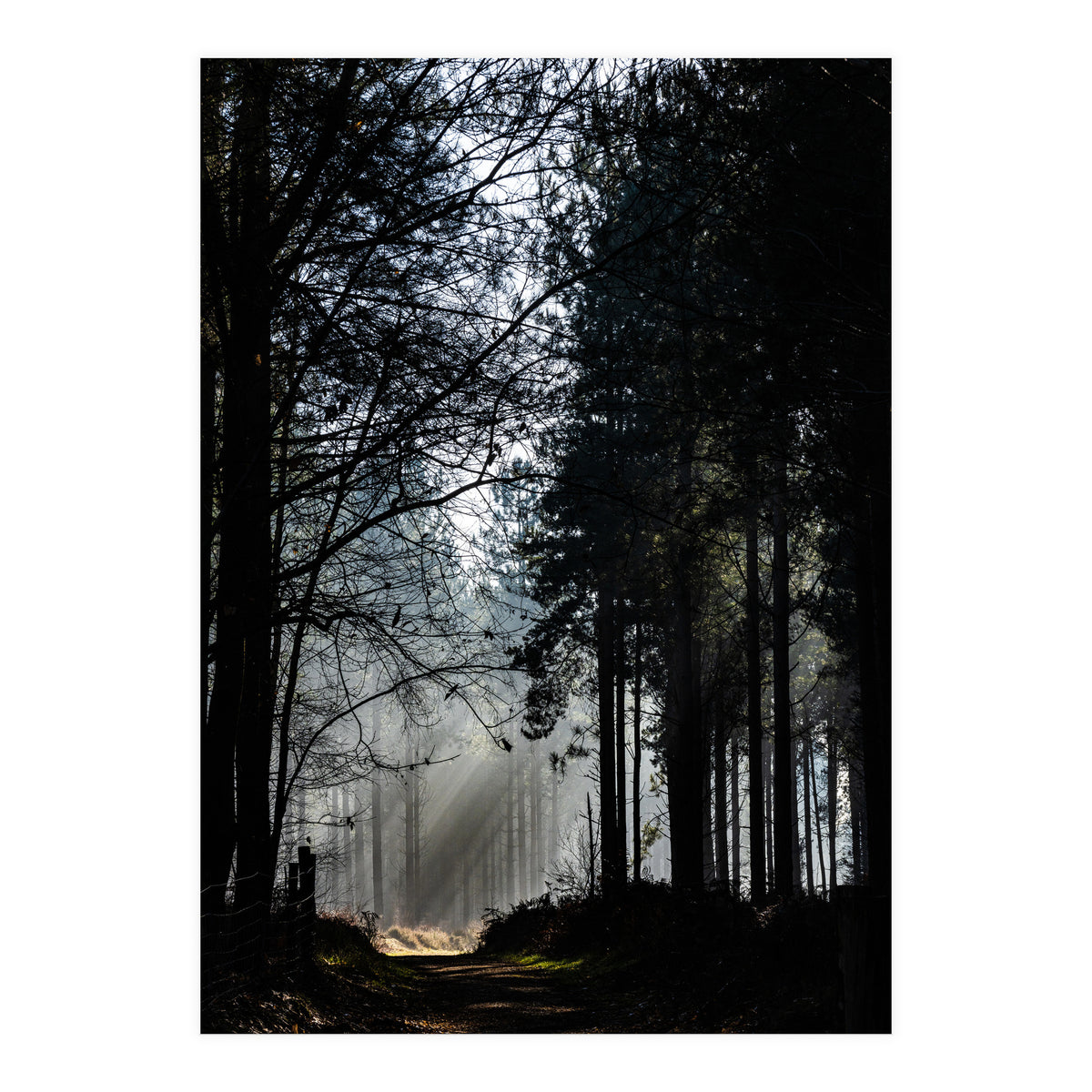 Misty Woodland Morning (Print Only)