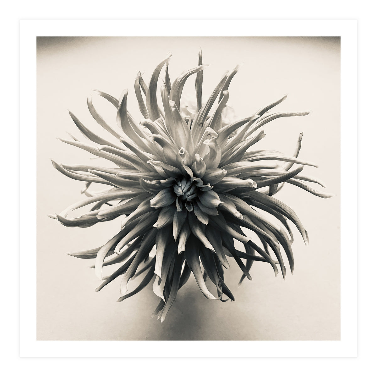 Dahlia (Print Only)