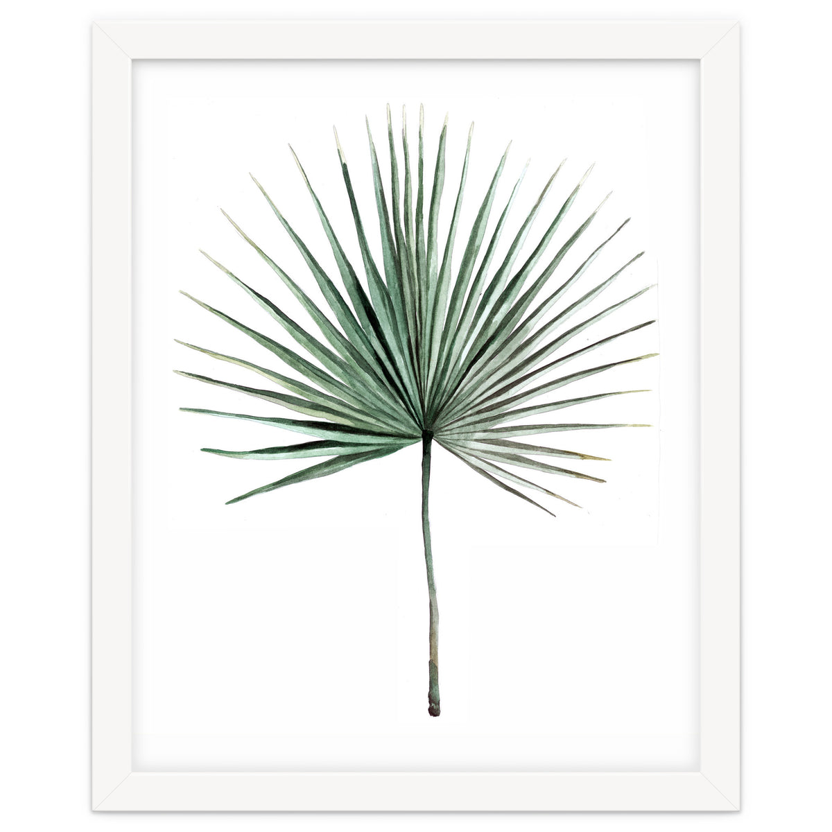 Botanical Illustration Fanpalm