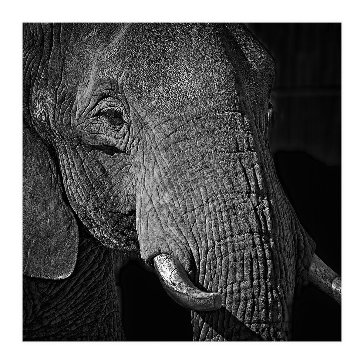 Elephant (Print Only)