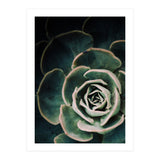 Darkside Of Succulents 4-D (Print Only) thumbnail