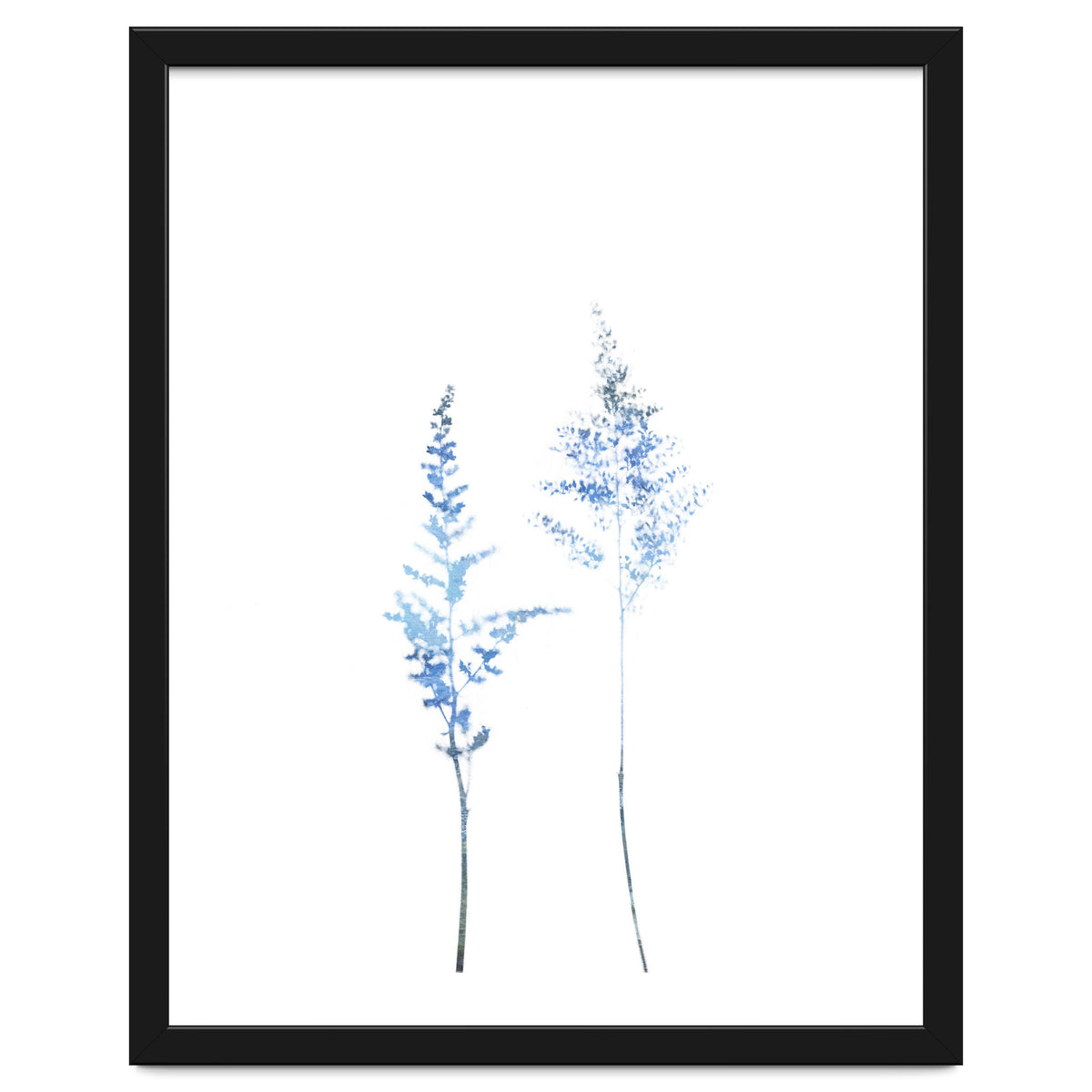 Blue Astilbe