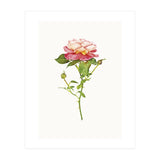 Cc Roses 03 (Print Only) thumbnail