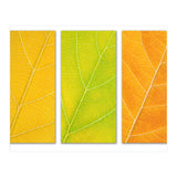 Autumn Leaves (Print Only) thumbnail