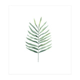 Botanical Illustration Fern (Print Only) thumbnail
