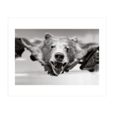 Bear Skin (Print Only) thumbnail
