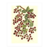 Raspberry (Print Only) thumbnail