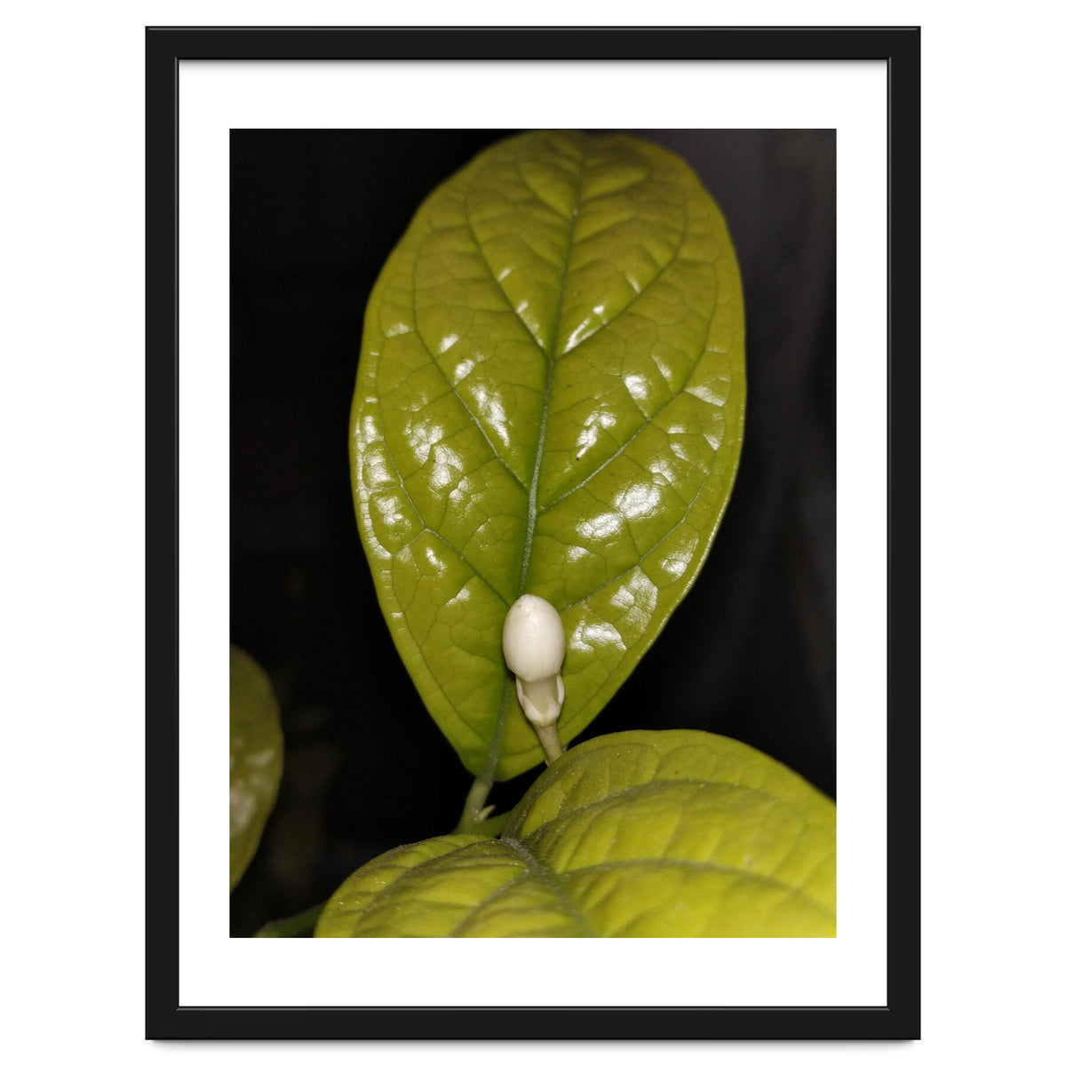 Jasmine Flower Fragrance