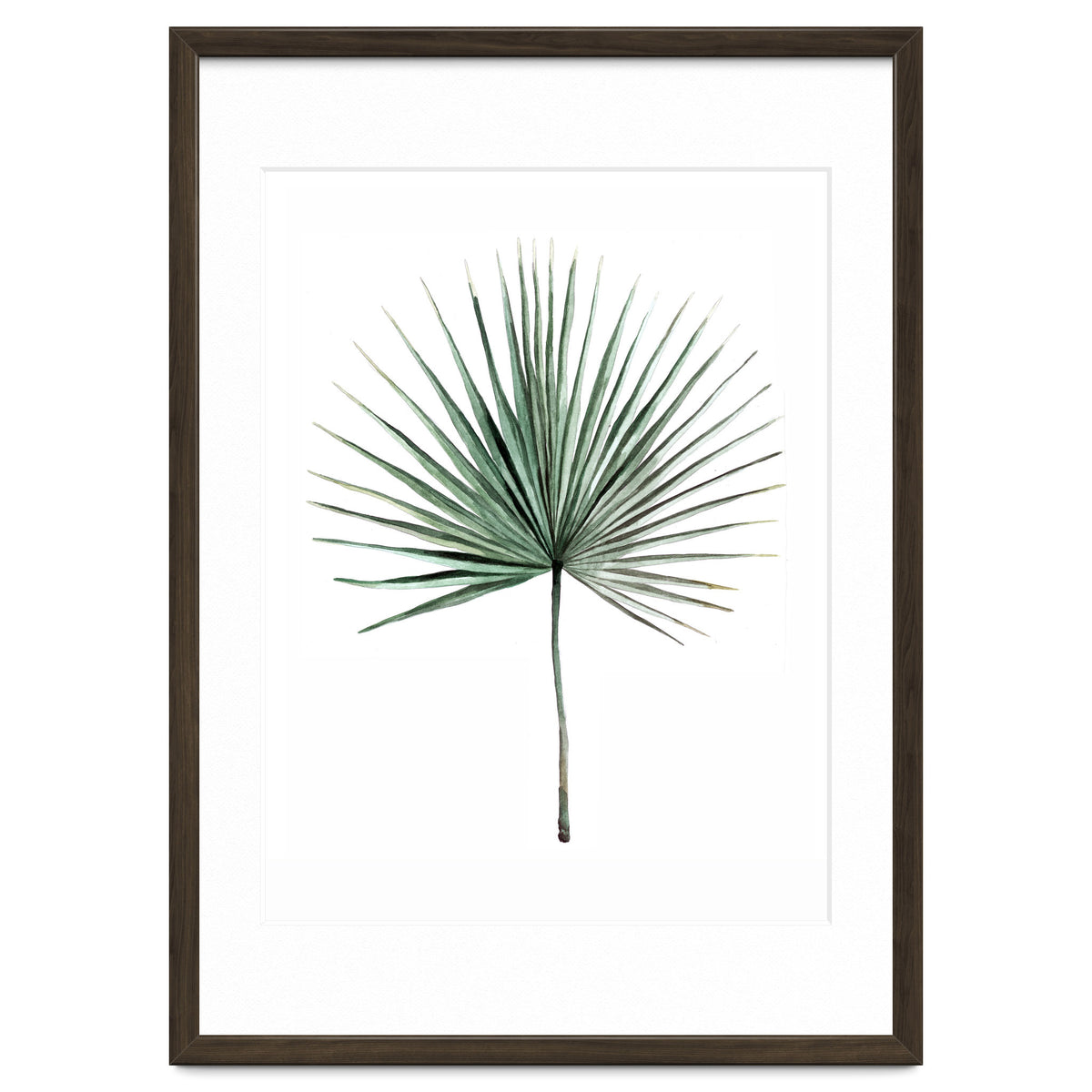 Botanical Illustration Fanpalm