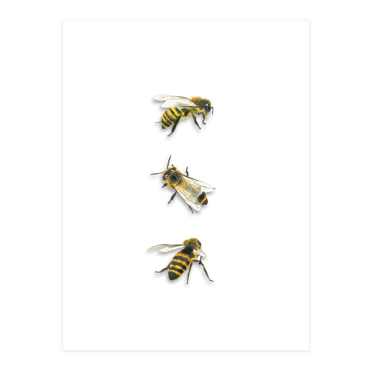 The 3 Bee's (Print Only)