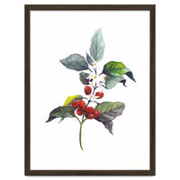 1 Botanical Illustration Kaffee Pflanze