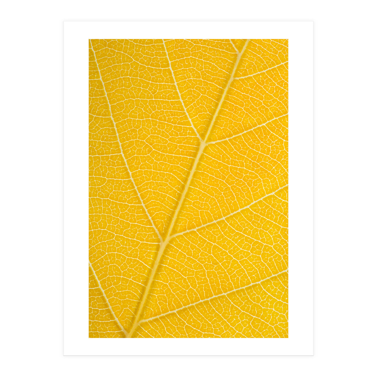 Autumn Leaf (Print Only)