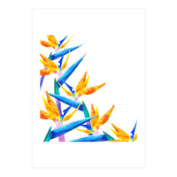 Bird Of Paradise Watercolor (Print Only)