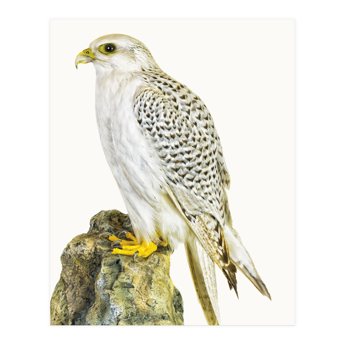 Cc Bird 03 (Print Only)