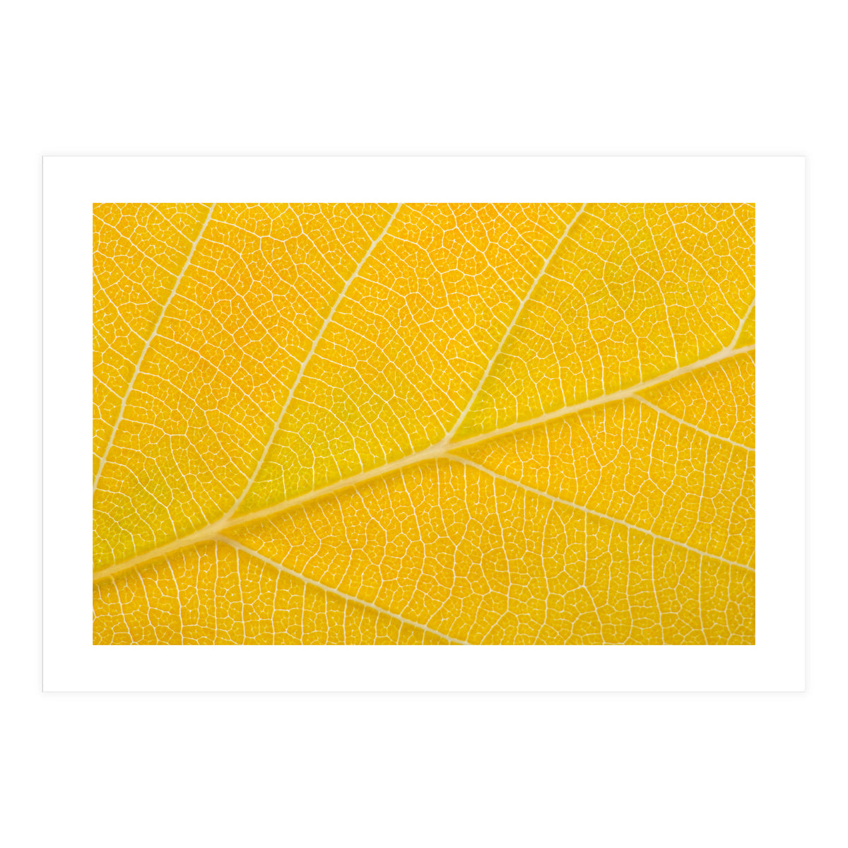 Autumn Leaf (Print Only)