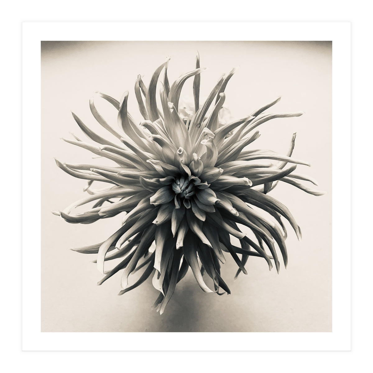 Dahlia (Print Only)