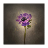 Graceful flower - Anemone coronaria | vintage style gold (Print Only)
