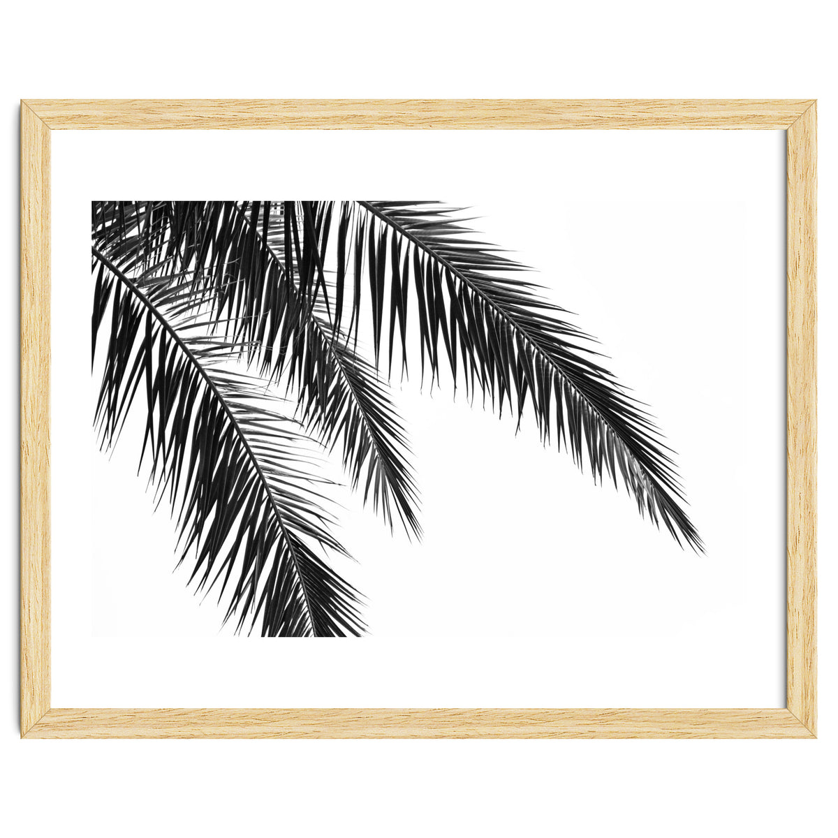 Palm Leaves