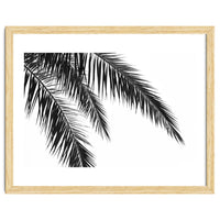 Palm Leaves