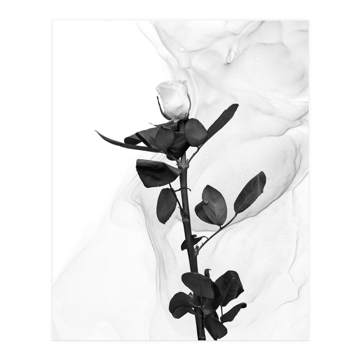 White Rose | Liquid Art  (Print Only)
