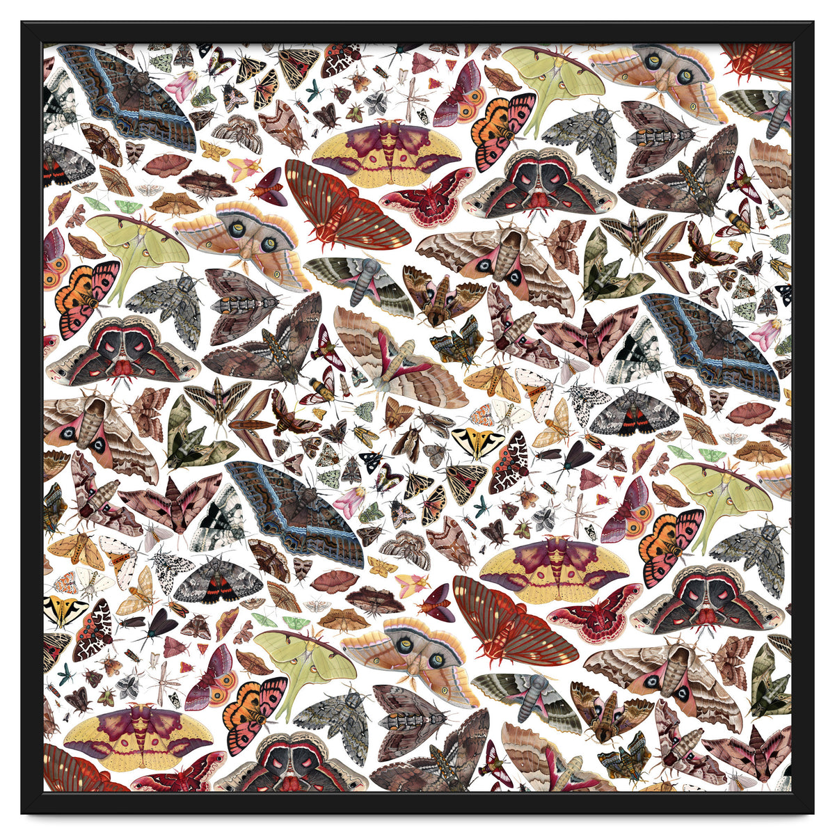 Moths of North America Pattern