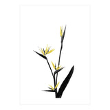 Flower Minimal Black And Gold 05 (Print Only) thumbnail