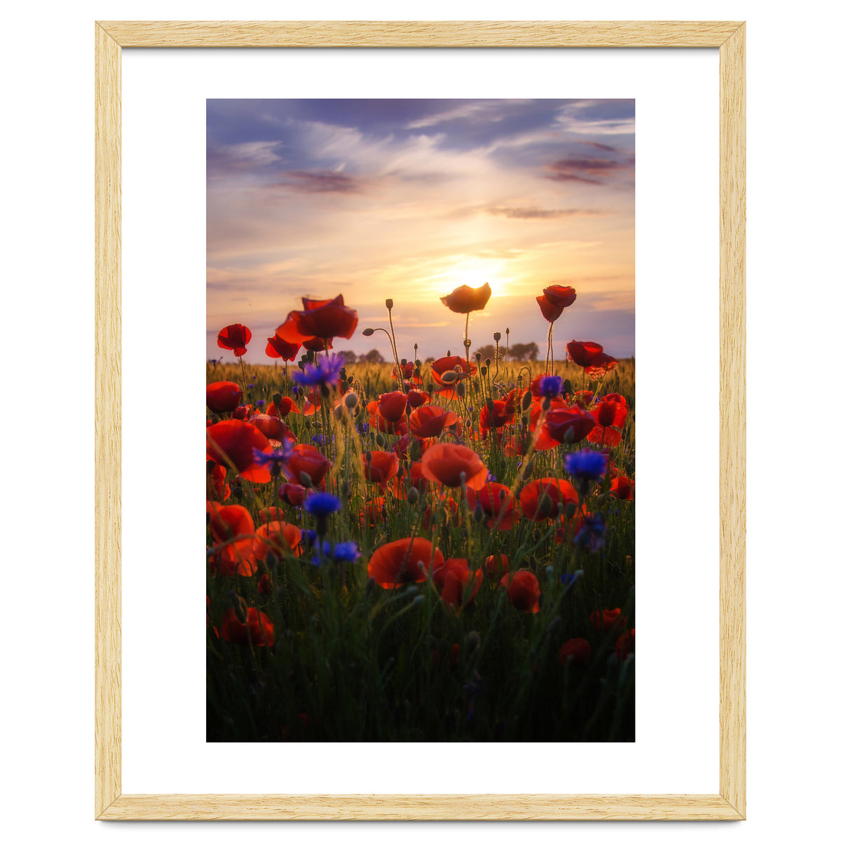 Poppiesfield at Sunrise