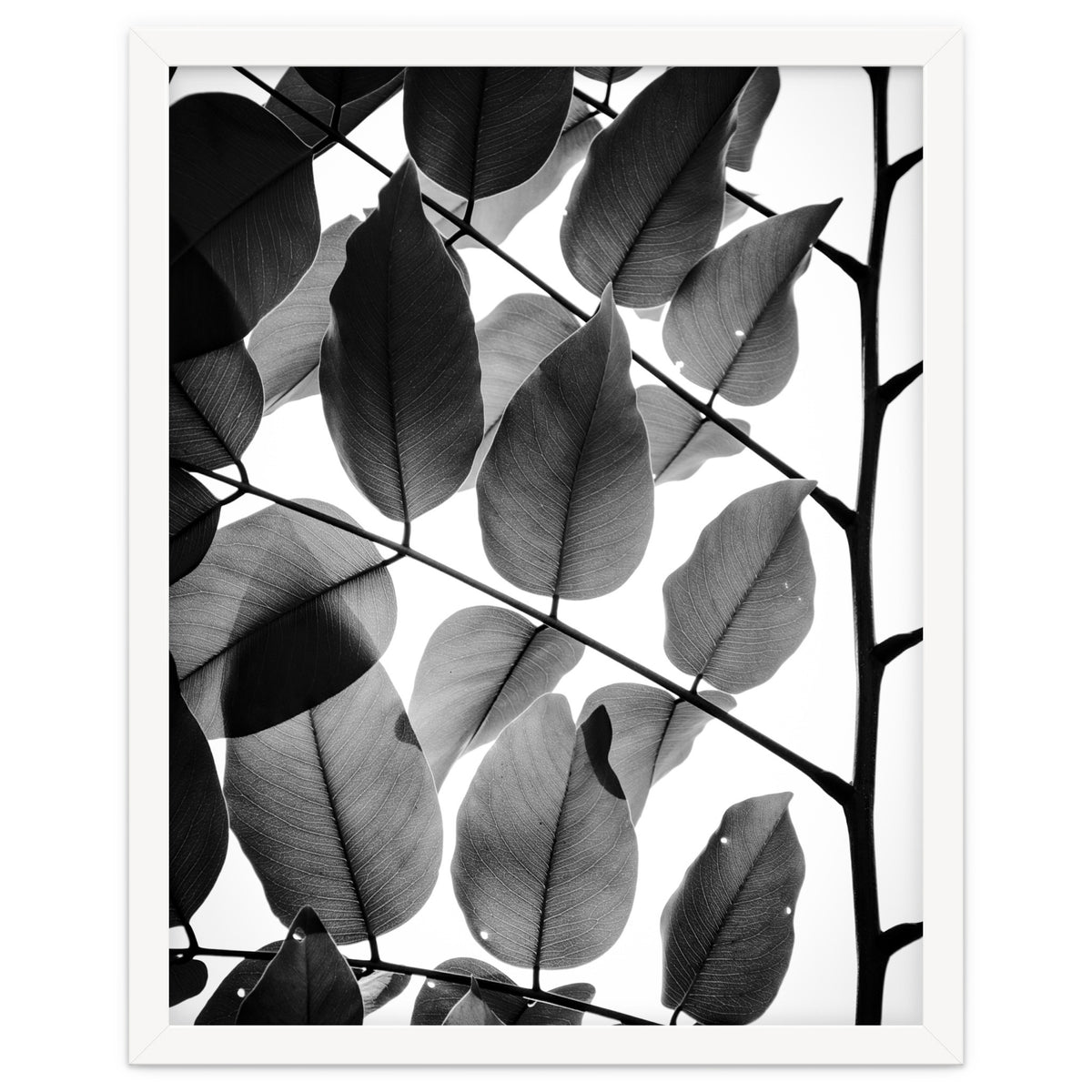 Branches and Leaves II