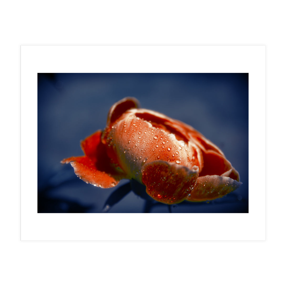 Peony Flower (Print Only)