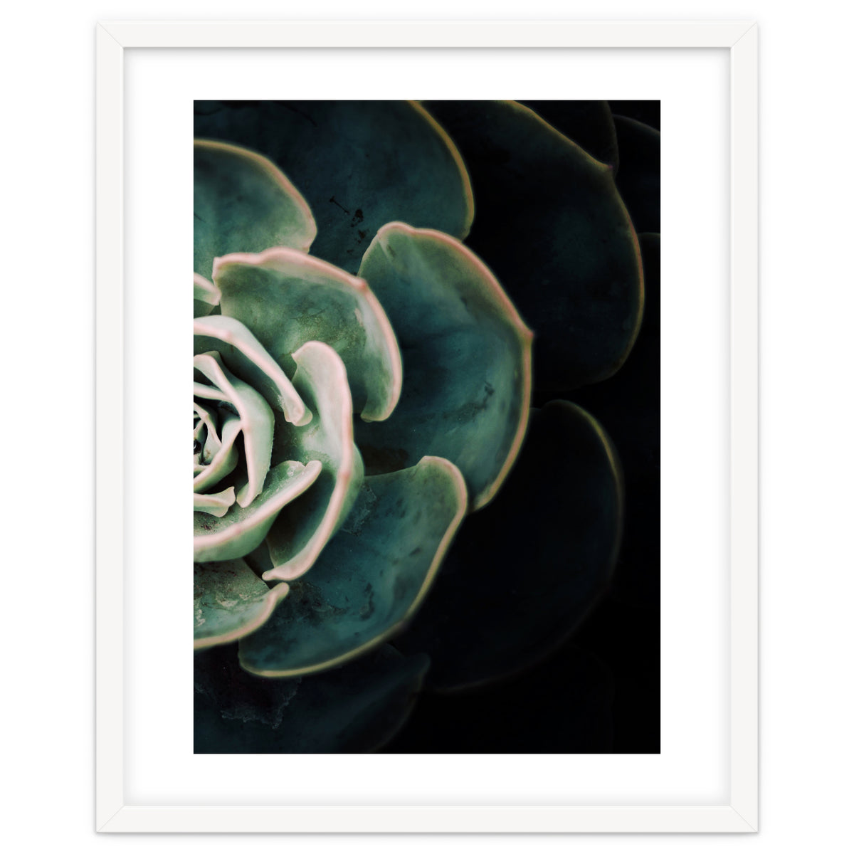 Darkside Of Succulents 4-B