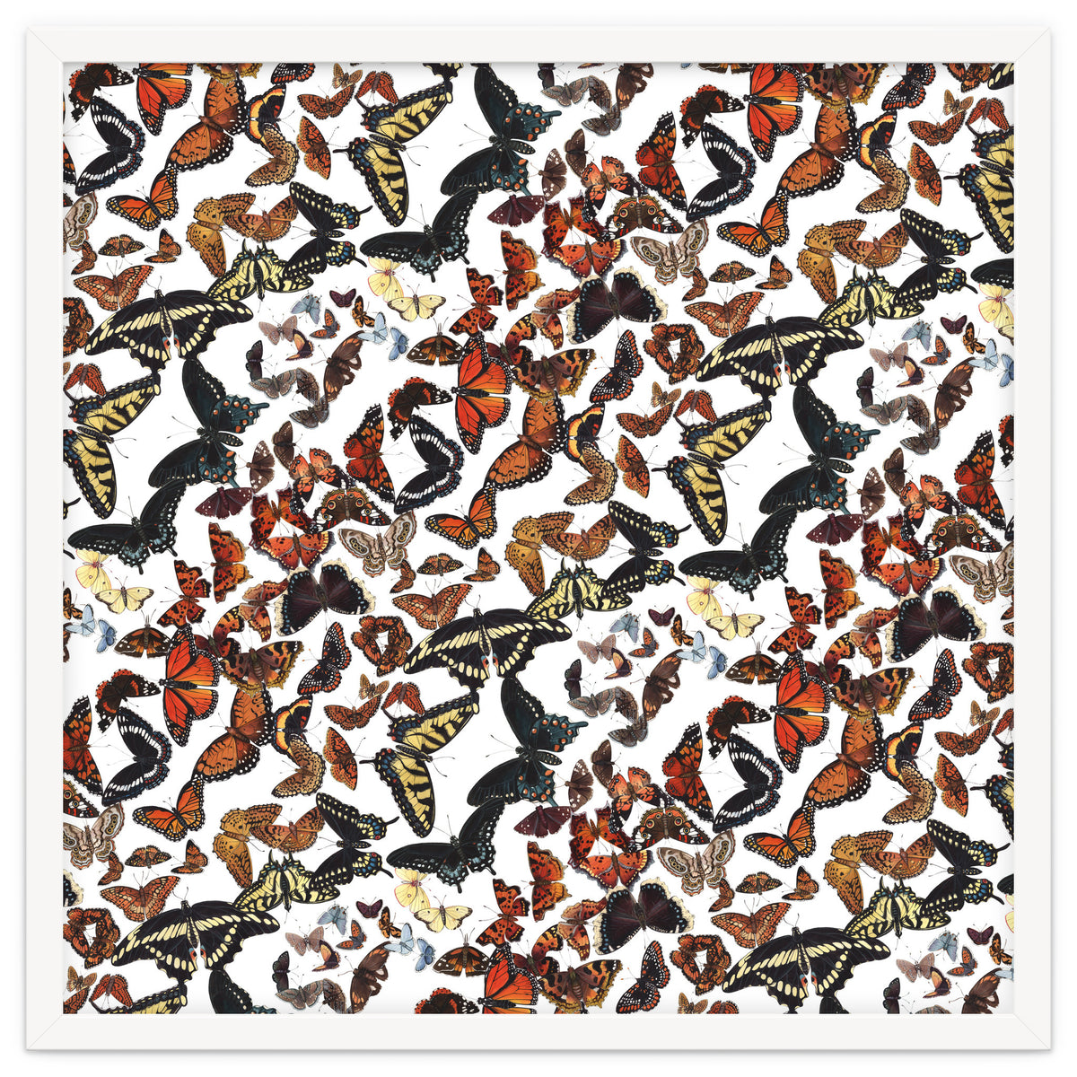 Maine Butterflies Pattern