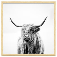 Portrait of a Highland Cow (Square Version)