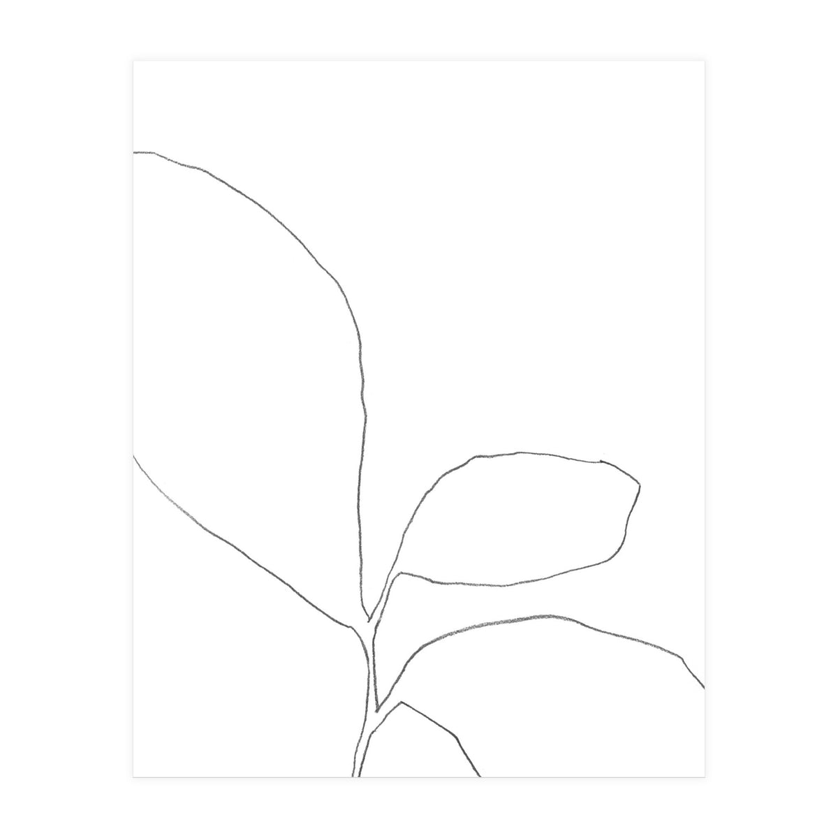 Three Leaf Seedling (Print Only)