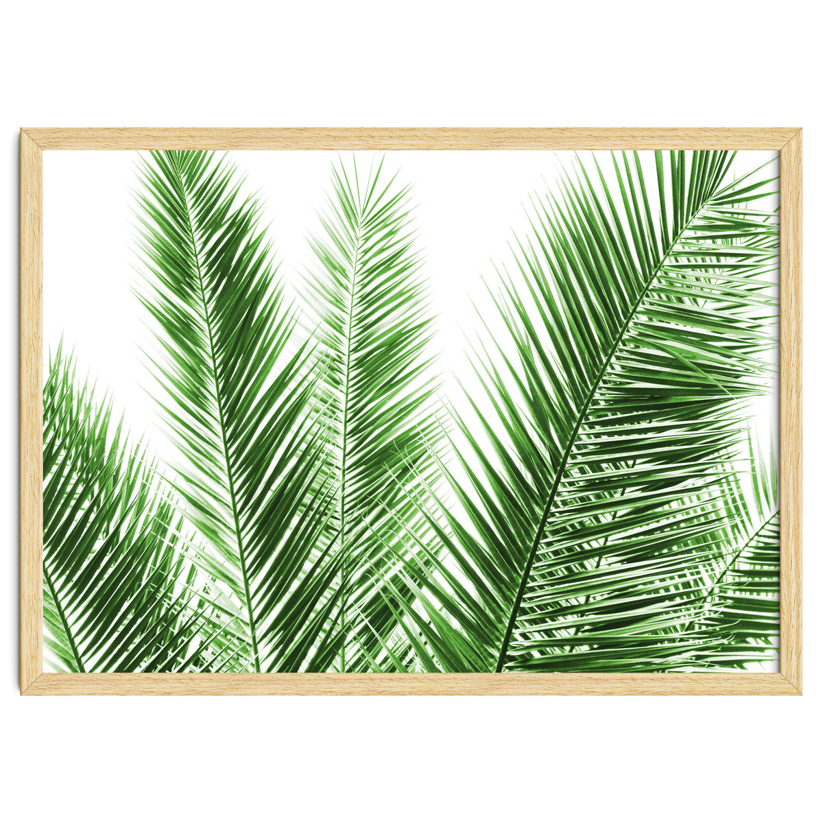 Palm Leaves