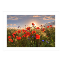 Poppies Light (Print Only)