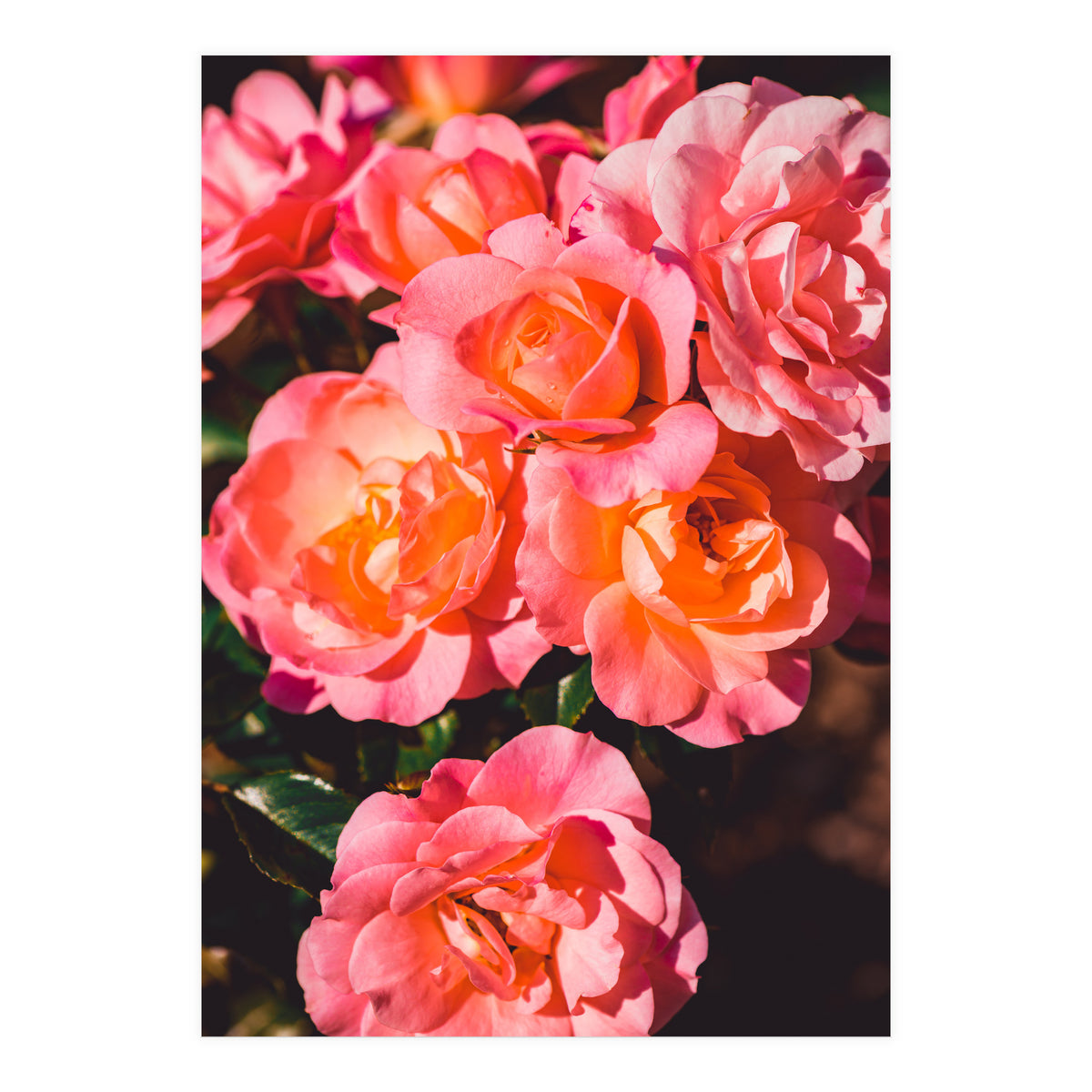 Rose  (Print Only)
