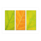 Autumn Leaves (Print Only) thumbnail