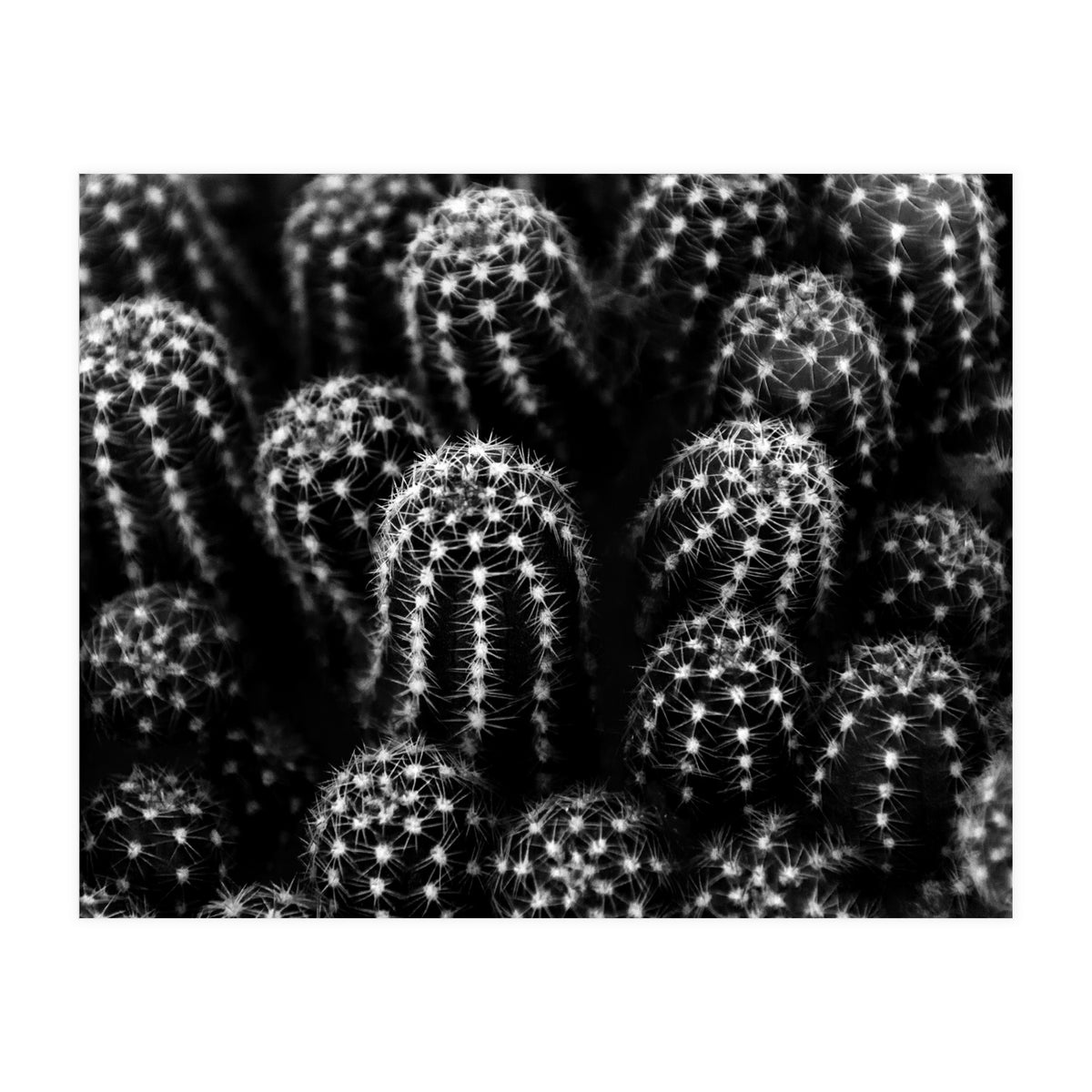 Cactus (Print Only)