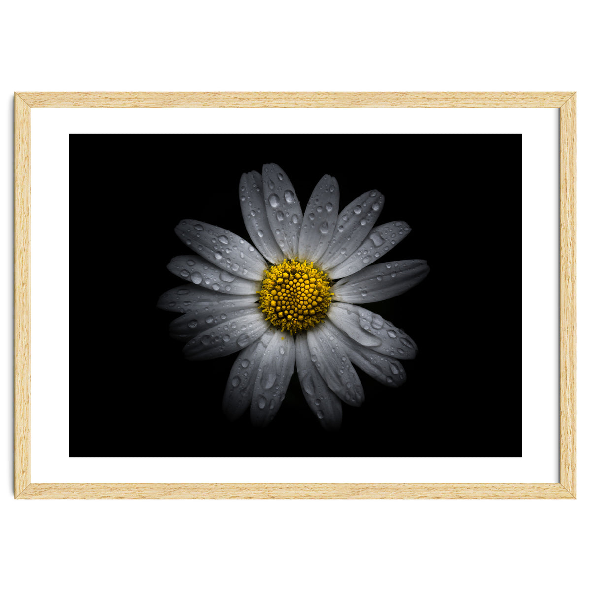 Backyard Flowers No 16 Color Version