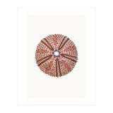 Cc Shell 04 (Print Only) thumbnail