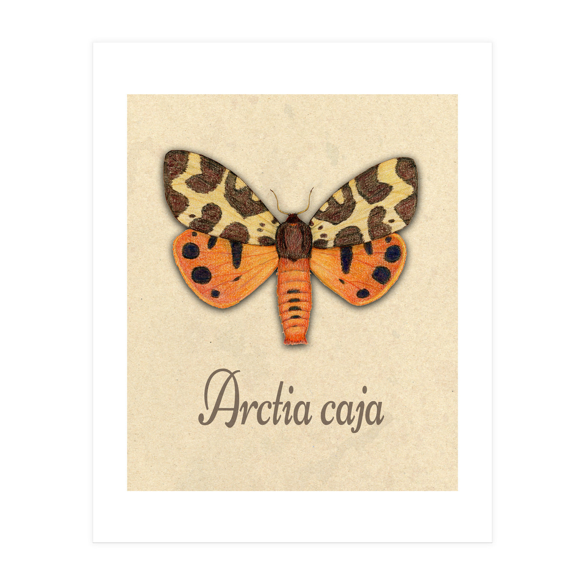 Garden tiger moth illustration (Print Only)