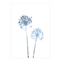 Blue Dandelion (Print Only)