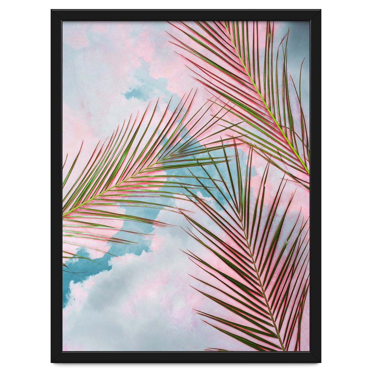Palms + Sky