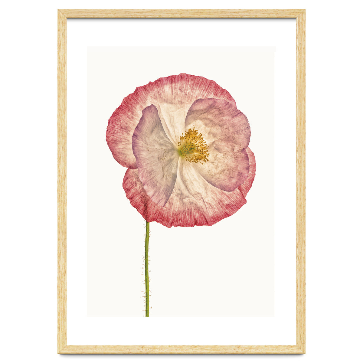 Cc Poppy 06
