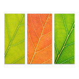 Autumn Leaves (Print Only) thumbnail
