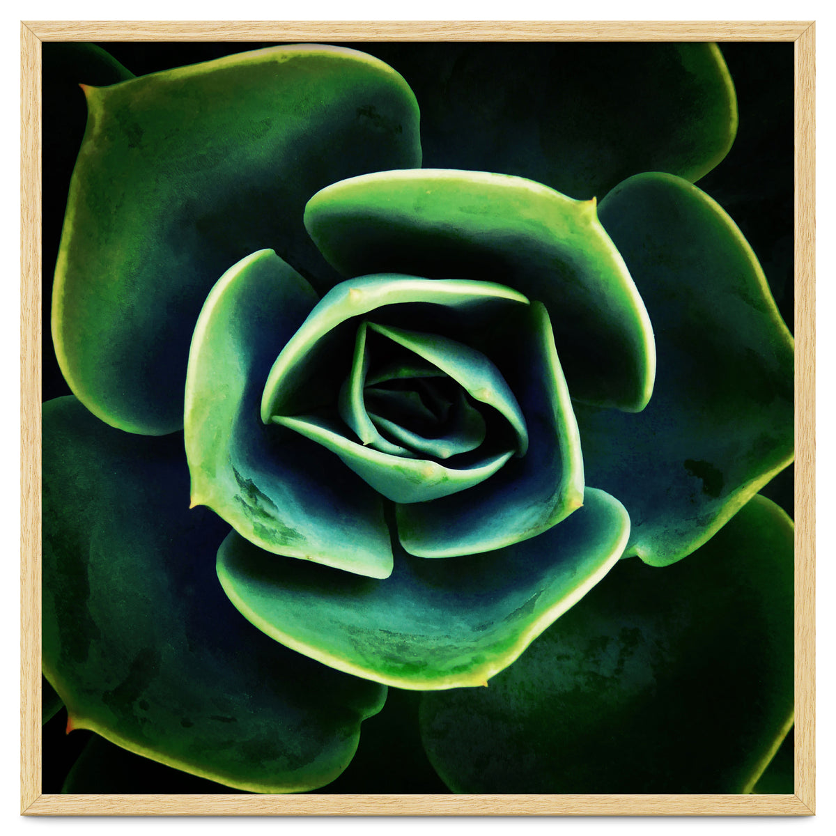 DARKSIDE OF SUCCULENTS XIV