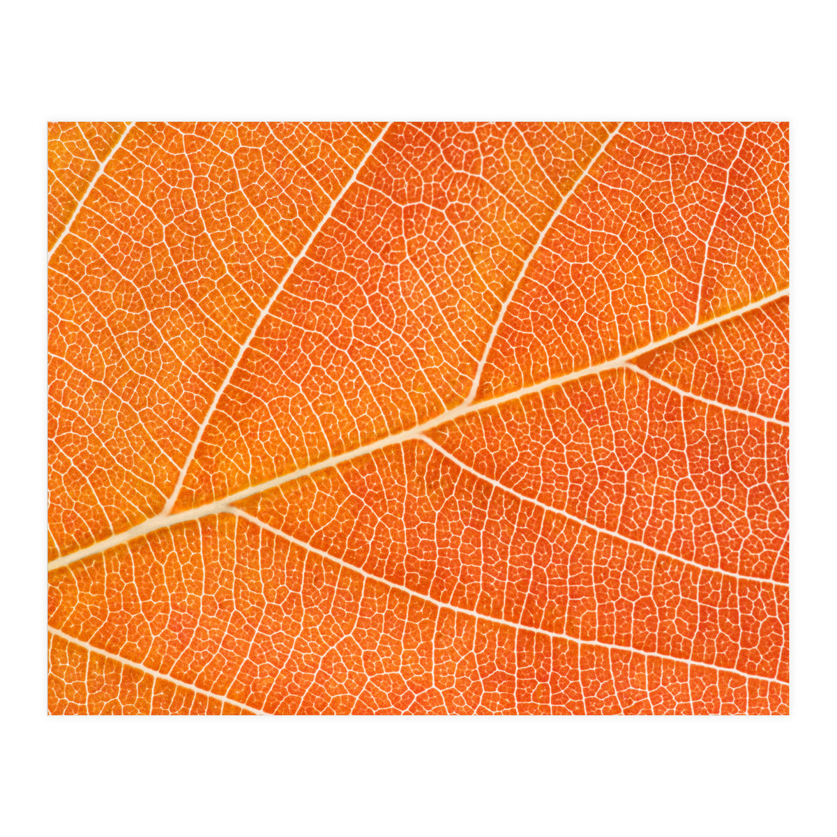Autumn Leaf (Print Only)