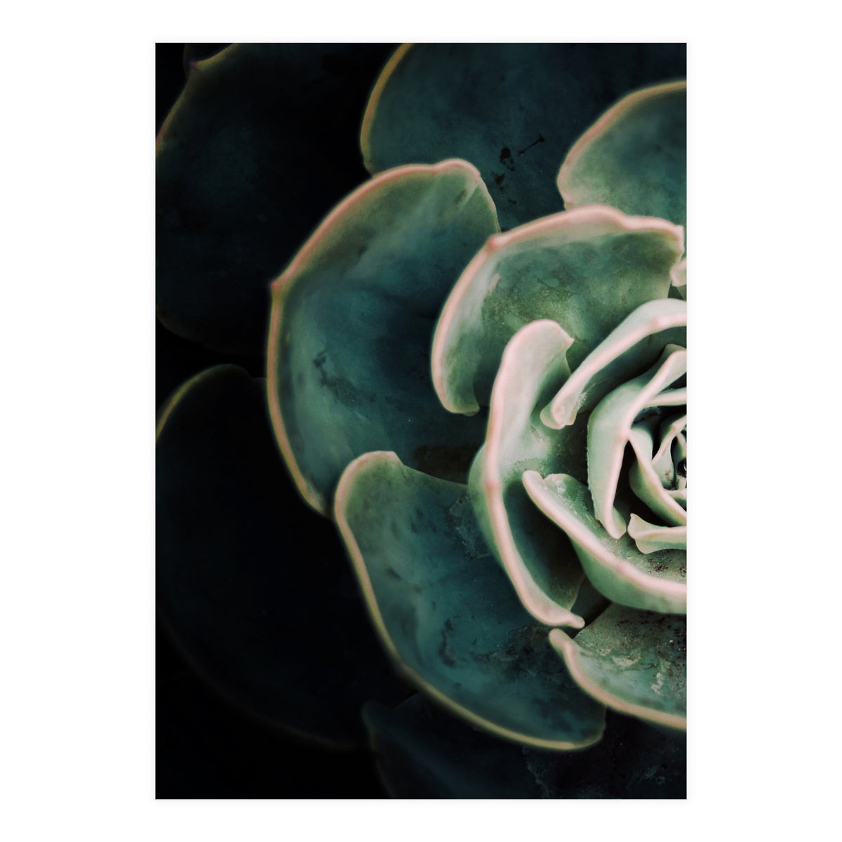 Darkside Of Succulents 4-E (Print Only)