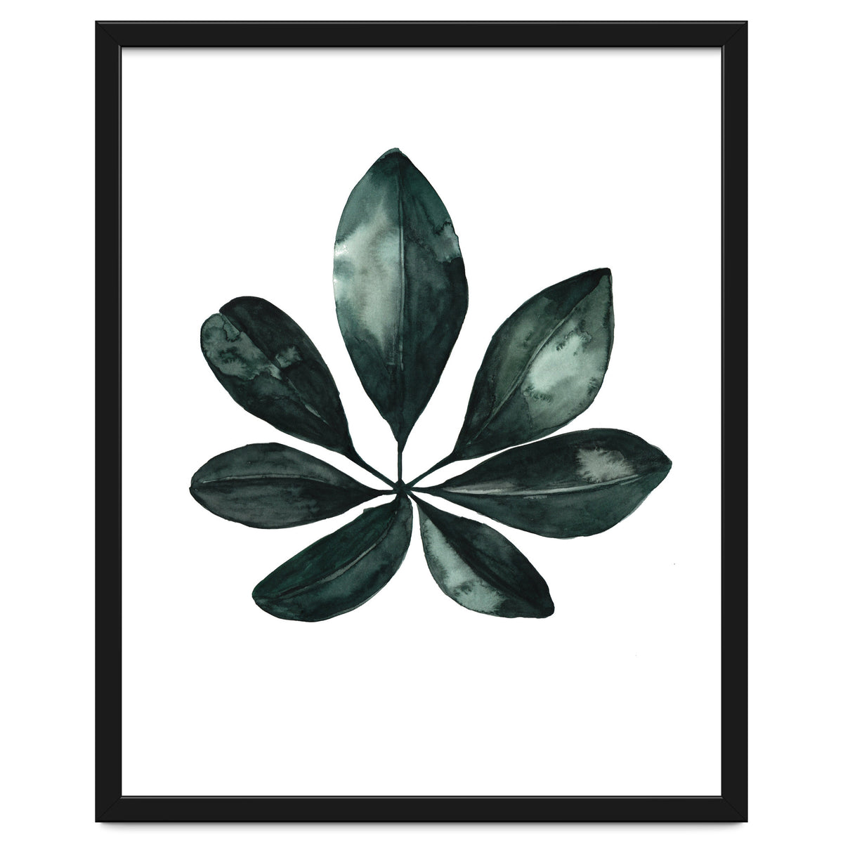 Botanical Illustration Arboricola Schefflera